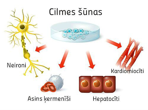 kas_ir_cilmes_šūnas